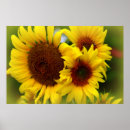 Search for happy sunflowers posters Nature