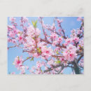 Search for pink flowers postcards bouquet