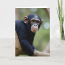 Search for chimp cards Wildlife