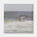 Recherche de mouette magnets L'eau