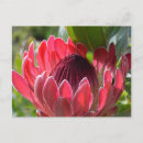 Search for protea postcards Africa