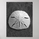 Recherche de dollar sable posters Plage