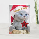 Search for british shorthair cards Feline
