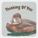 Search for duck photo stickers Bird