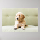 Search for golden retriever posters Cute
