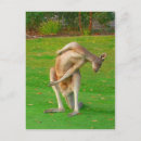 Recherche de kanga cartes postales Kangourou