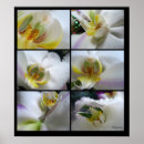 Recherche de orchidée blanche posters Orchidées