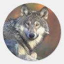 Search for wolf stickers Wild