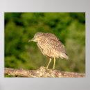Search for crowned night heron posters Bird