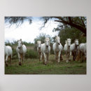 Search for wildlife photography posters Animals