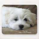Search for bichons mousepads Puppies