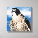 Recherche de pérégrination posters Rapaces