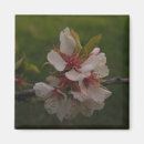 Recherche de fleurs de cerisier sakura magnets Printemps