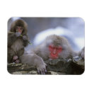 Search for nagano Snow monkey
