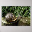 Search for snails art Garden