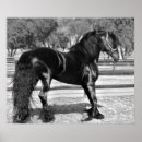 Search for stallion horses posters Equine