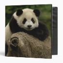 Search for giant panda binders Asia