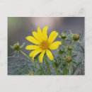 Search for giant flower postcards Flowers