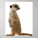 Recherche de suricate posters Meerkat