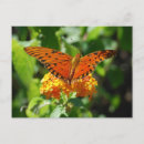 Search for fritillary postcards Butterfly
