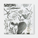 Search for zoology magnets English