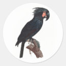 Search for parrots the labels Parrot lover