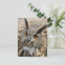 Recherche de les aigles cartes postales Photographie