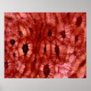 Search for cell biology posters Abstract