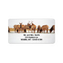 Search for deer hunting return address labels Wildlife