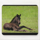 Search for foals mousepads Filly
