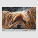Search for terrier photo cards Yorkie