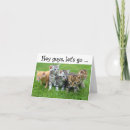 Search for little cats postcards Kitties