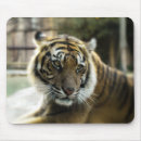 Search for bengal tiger mousepads Big cats