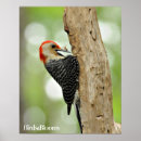 Search for belly posters Red bellied woodpecker