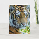 Search for amur cards Animal
