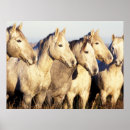 Recherche de camargue posters Ranch