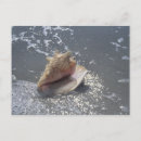 Search for florida seashells postcards Ocean