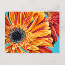 Search for bursting postcards Flowers