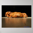Recherche de teckels art Saucisse