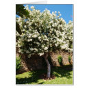 Recherche de fleur de jasmin vœux cartes Nature