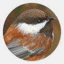 Search for songbirds stickers Wildlife photography