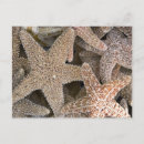 Search for echinoderm postcards Beach