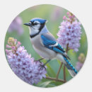 Search for jay bird stickers Purple