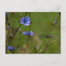 Search for green background postcards Field