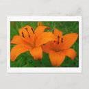 Recherche de lilium cartes postales Flore