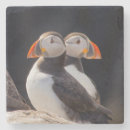 Search for puffin coasters Birds