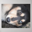 Search for brown eye posters Blue