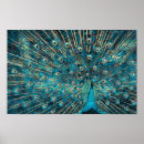 Search for blue peacock bird posters Beautiful