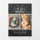 Search for shelters cards Cats