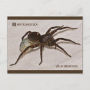 Recherche de macro cartes postales Araignée